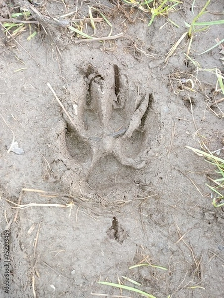 Fototapeta Paw print of a large dog left in the mud