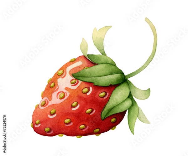 Obraz Strawberry. Watercolor