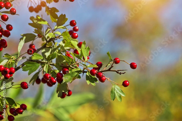 Obraz Hawthorn tree twig