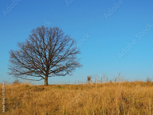 Fototapeta Single oak on prairie hill in the autumn