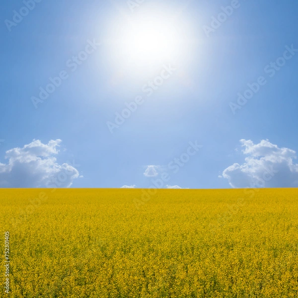 Obraz yellow rape field spring agricultural scene