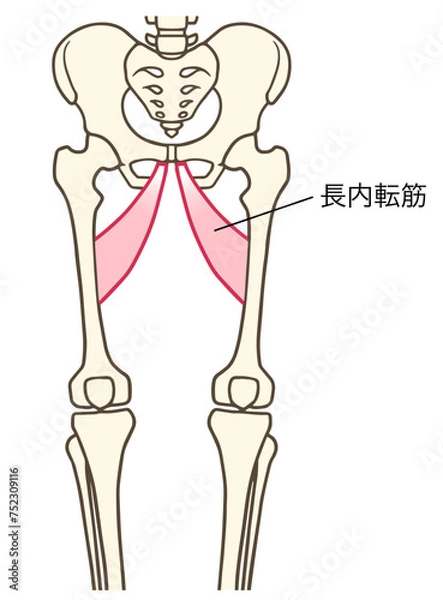 Fototapeta 長内転筋