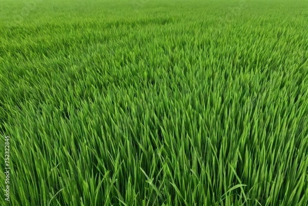 Fototapeta green grass texture background