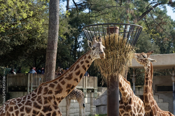 Obraz Girafes qui s'alimentent dans un enclos au Zoo de La Palmyre à Royan 
