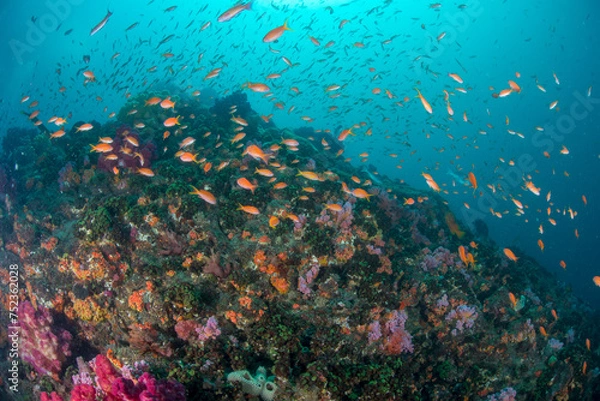 Obraz 伊豆　伊東　遊び　旅行　海　ダイビング 