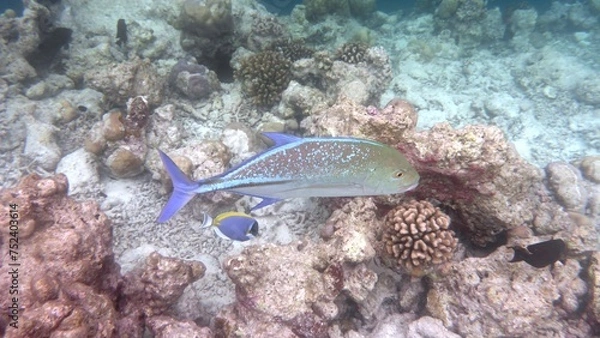 Fototapeta Blauflossen Makrele