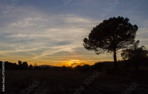 Obraz Coucher de soleil Provence Pin