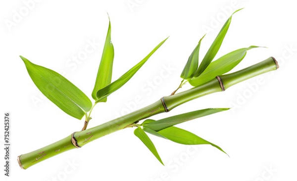 Fototapeta Green bamboo branch with leaves on transparent background - stock png.