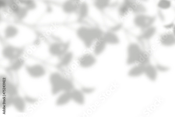 Fototapeta Realistic shadow overlay from plant leaf on transparent background. Special effect of natural leaves shadow on white wall. gray shadow and light effect. 3d rendering
