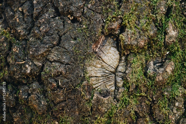 Fototapeta Wund von einem abgeschnittenen Ast in einer Baumrinde die mit Moos bedeckt ist.