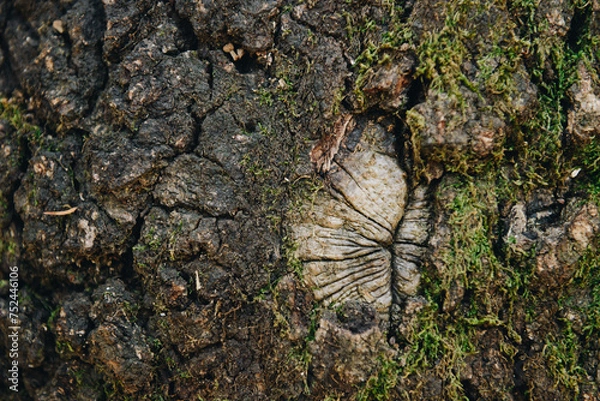 Fototapeta Wund von einem abgeschnittenen Ast in einer Baumrinde die mit Moos bedeckt ist.