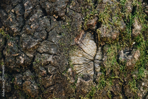 Fototapeta Wund von einem abgeschnittenen Ast in einer Baumrinde die mit Moos bedeckt ist.