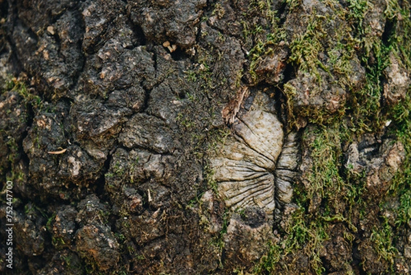 Fototapeta Wund von einem abgeschnittenen Ast in einer Baumrinde die mit Moos bedeckt ist.