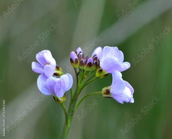 Fototapeta Cuckoo flower in the spring