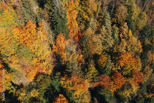 Fototapeta Herbstlicher Wald mit farbigen Blättern auf den Bäumen.