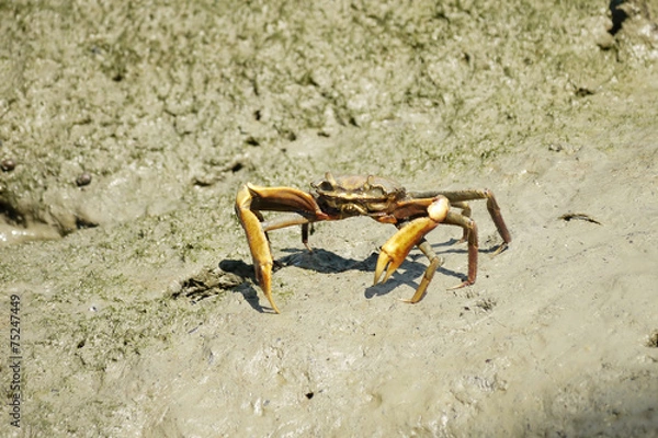 Fototapeta Portrait of a Spider Crab