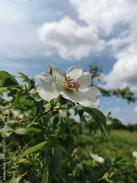 Obraz white wild rose