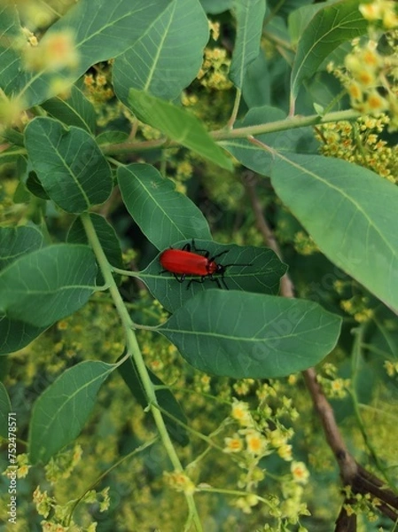 Obraz red bug on a leaf