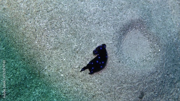 Fototapeta Unterwasserschnecke