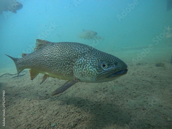 Fototapeta Regenbogenforelle