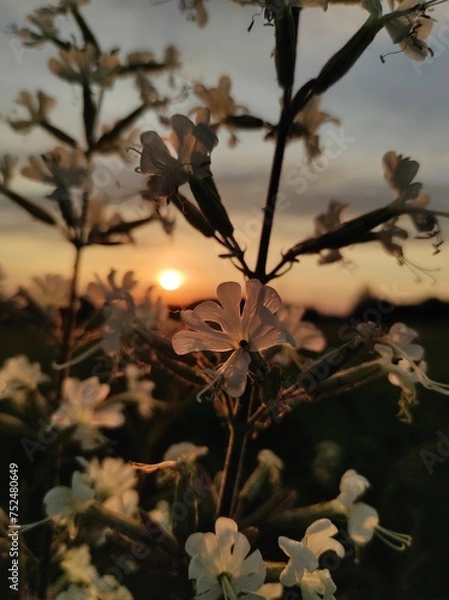 Obraz white flower at sunset 