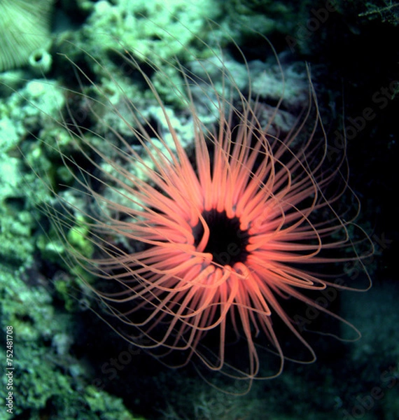 Fototapeta Rote Anemone