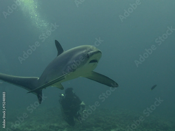 Obraz Fuchshai Malapascua Treshershark