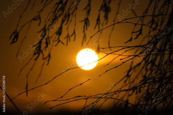 Obraz Sonne hinterm Geäst 