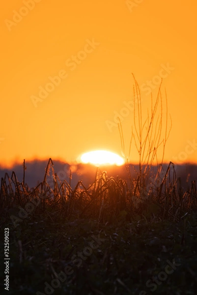 Obraz Sonne hinterm Wald geht unter 