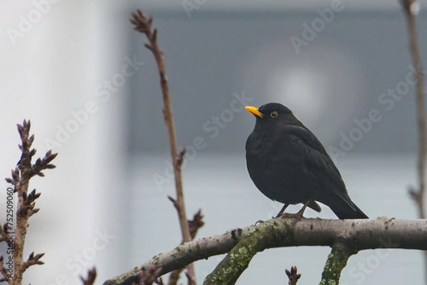 Obraz Eine Amsel auf dem Baum 