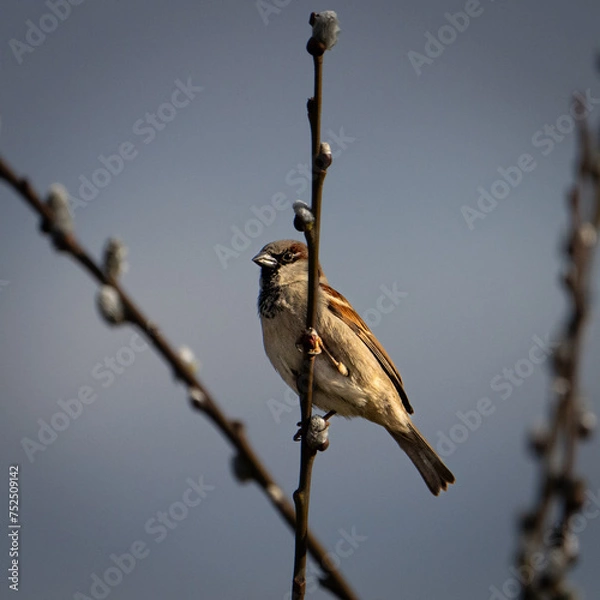 Obraz Ein Spatz auf dem Geäst 