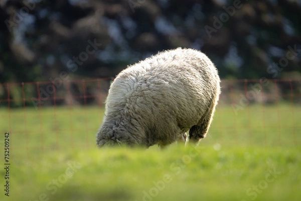 Obraz Ein Schaaf auf der Wiese 