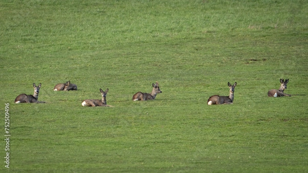 Obraz Rehe auf der Wiese 