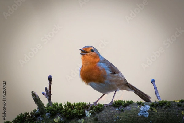 Obraz Rotkehlchen von vorne 