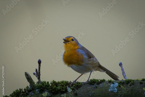 Obraz Ein singendes Rotkehlchen 