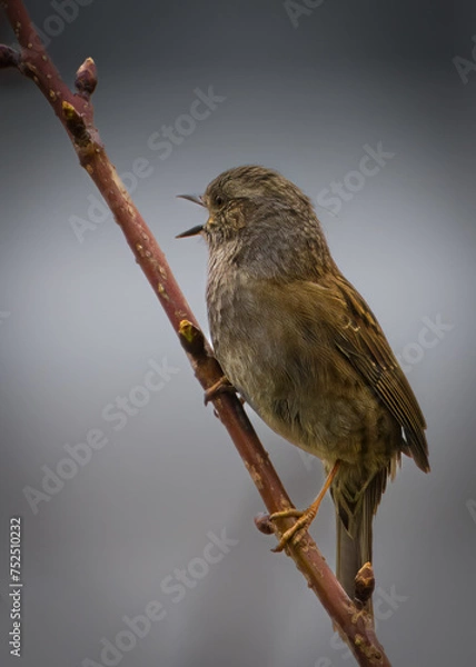 Obraz Ein kleiner Piepmatz am Ast 