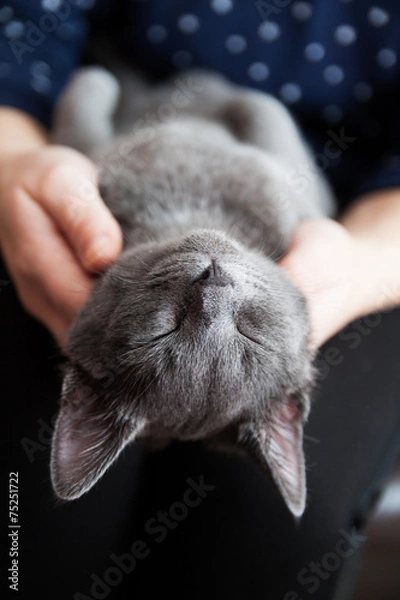 Obraz Young gray cat sleeping in a hands