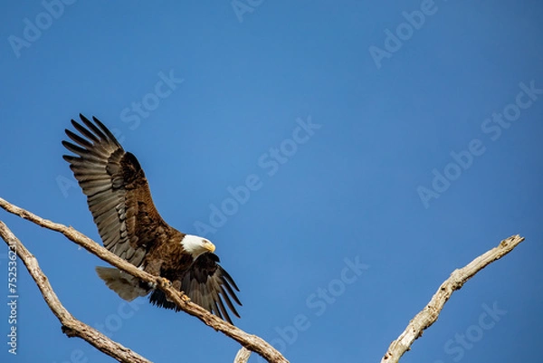 Fototapeta Bald Eagle in Flight Begins to Land on a Large Branch