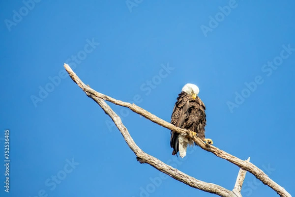 Fototapeta American Bald Eagle Preens While Perched on a Branch