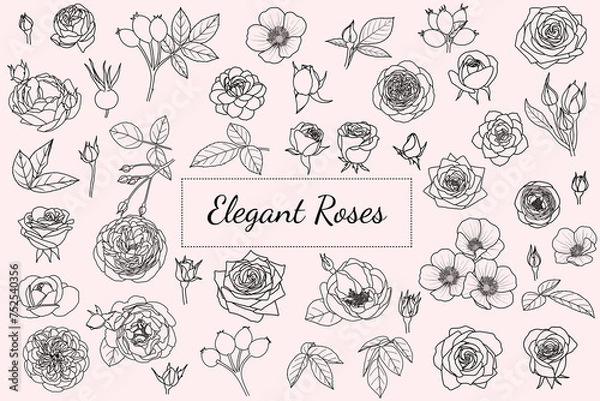 Obraz Set of hand drawn rose flowers, vector file