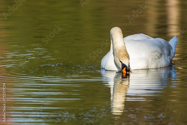 Obraz Schwan wilde Natur 