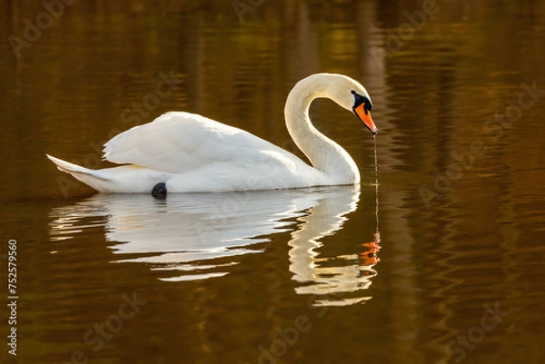 Obraz Schwan wilde Natur 