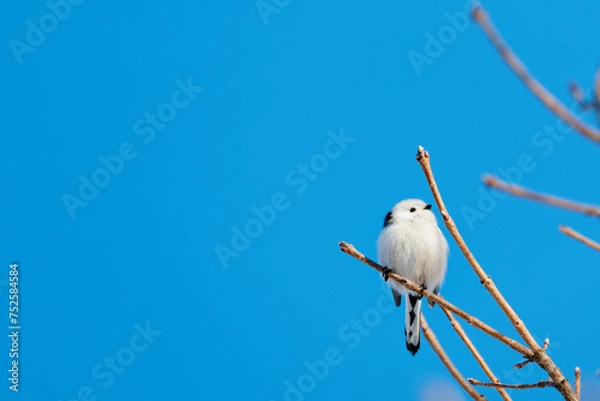 Fototapeta シマエナガ