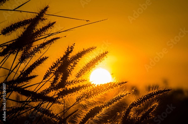 Obraz Grass in the sun