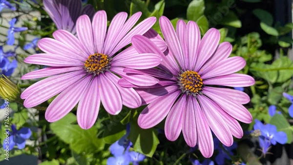Obraz Two Purple Gerbera (Osteospermum)