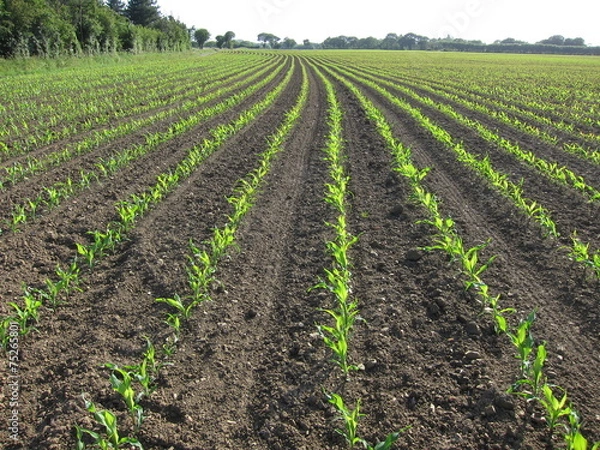 Obraz Corn  field in  Spring