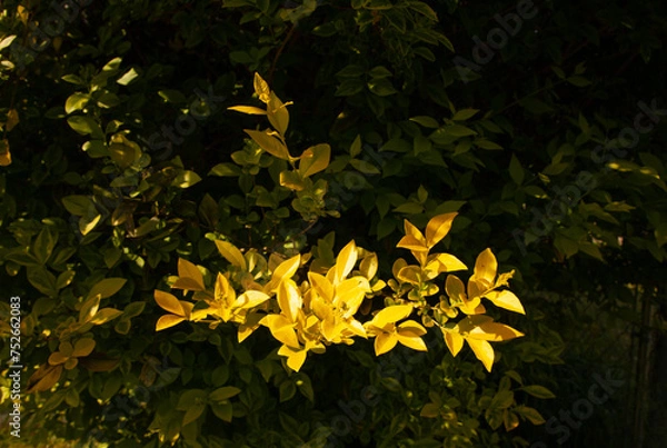 Obraz yellow leaves
