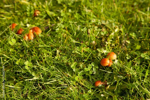 Obraz mushrooms in grass