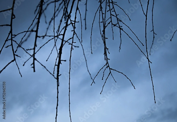 Obraz dark branches against sky