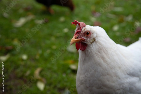 Obraz chickens